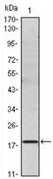 IL-6 antibody, AM06090SU-N, Origene, Western Blot image 