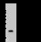 C-Type Lectin Domain Family 3 Member B antibody, 50700-T56, Sino Biological, Western Blot image 