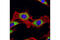 Prolyl 4-Hydroxylase Subunit Beta antibody, 3501S, Cell Signaling Technology, Immunocytochemistry image 
