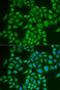 Prepronociceptin antibody, LS-C334684, Lifespan Biosciences, Immunofluorescence image 