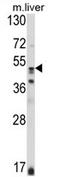 Glutathione Synthetase antibody, AP17441PU-N, Origene, Western Blot image 