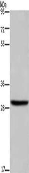 Dehydrogenase/Reductase 3 antibody, CSB-PA099615, Cusabio, Western Blot image 