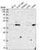 Zinc Finger DHHC-Type Containing 16 antibody, HPA040214, Atlas Antibodies, Western Blot image 
