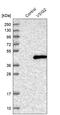 V-Set And Immunoglobulin Domain Containing 2 antibody, HPA035919, Atlas Antibodies, Western Blot image 