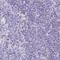 Leucine Zipper Transcription Factor Like 1 antibody, NBP2-30690, Novus Biologicals, Immunohistochemistry paraffin image 