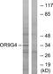 Olfactory Receptor Family 9 Subfamily G Member 4 antibody, A15830, Boster Biological Technology, Western Blot image 
