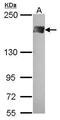 Polybromo 1 antibody, PA5-27268, Invitrogen Antibodies, Western Blot image 