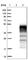 PILR Alpha Associated Neural Protein antibody, HPA010631, Atlas Antibodies, Western Blot image 