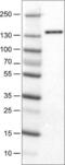 Diaphanous Related Formin 2 antibody, NBP2-52966, Novus Biologicals, Western Blot image 