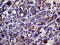 Calcineurin Like EF-Hand Protein 1 antibody, LS-C795310, Lifespan Biosciences, Immunohistochemistry paraffin image 