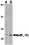Methyltransferase Like 7B antibody, LS-B3855, Lifespan Biosciences, Western Blot image 