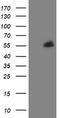 PHD Finger Protein 7 antibody, TA505119S, Origene, Western Blot image 