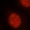 Oligodendrocyte Transcription Factor 2 antibody, FNab05986, FineTest, Immunofluorescence image 