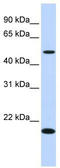 Uncharacterized protein C5orf55 antibody, TA340299, Origene, Western Blot image 