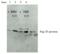 Eukaryotic peptide chain release factor GTP-binding subunit antibody, 62-300, BioAcademia Inc, Western Blot image 
