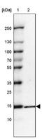 Ribosomal Protein L34 antibody, PA5-57173, Invitrogen Antibodies, Western Blot image 