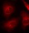 Protein Tyrosine Phosphatase Non-Receptor Type 11 antibody, orb14692, Biorbyt, Immunofluorescence image 