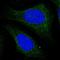 CXXC Motif Containing Zinc Binding Protein antibody, NBP1-82173, Novus Biologicals, Immunofluorescence image 