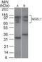 Nuclear factor of activated T-cells, cytoplasmic 1 antibody, TA336469, Origene, Western Blot image 