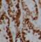 Bardet-Biedl Syndrome 5 antibody, FNab00820, FineTest, Immunohistochemistry frozen image 
