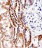 NDUFA4 Mitochondrial Complex Associated antibody, MBS9201478, MyBioSource, Immunohistochemistry frozen image 