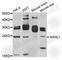 Nucleoredoxin Like 1 antibody, A8275, ABclonal Technology, Western Blot image 