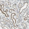 Immunoglobulin superfamily DCC subclass member 4 antibody, HPA008576, Atlas Antibodies, Immunohistochemistry frozen image 