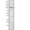 Klotho antibody, abx216471, Abbexa, Western Blot image 