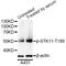 Serine/Threonine Kinase 11 antibody, AP0603, ABclonal Technology, Western Blot image 