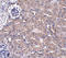Ubiquilin 4 antibody, A08887-1, Boster Biological Technology, Immunohistochemistry frozen image 