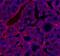 Mouse IgG (H+L) antibody, A-11004, Invitrogen Antibodies, Immunohistochemistry frozen image 