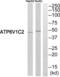ATPase H+ Transporting V1 Subunit C2 antibody, abx014993, Abbexa, Western Blot image 
