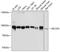 Protein transport protein Sec23A antibody, 14-261, ProSci, Western Blot image 