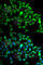 Cullin 2 antibody, A5308, ABclonal Technology, Immunofluorescence image 