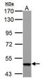4-Aminobutyrate Aminotransferase antibody, GTX101413, GeneTex, Western Blot image 