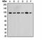 Mitogen-activated protein kinase 7 antibody, orb323265, Biorbyt, Western Blot image 