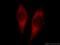 Prostaglandin E Synthase 2 antibody, 10881-1-AP, Proteintech Group, Immunofluorescence image 