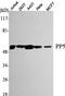 Protein Phosphatase 5 Catalytic Subunit antibody, A04723, Boster Biological Technology, Western Blot image 