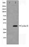 Cyclin H antibody, TA347324, Origene, Western Blot image 