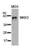 Dual specificity mitogen-activated protein kinase kinase 3 antibody, GTX50464, GeneTex, Western Blot image 