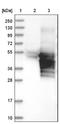 Rhox Homeobox Family Member 2 antibody, NBP1-84364, Novus Biologicals, Western Blot image 