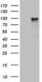 Protocadherin Gamma Subfamily C, 5 antibody, M16740-1, Boster Biological Technology, Western Blot image 