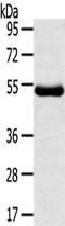 AT antibody, CSB-PA262991, Cusabio, Western Blot image 