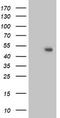 Integrin Alpha FG-GAP Repeat Containing 2 antibody, TA503052S, Origene, Western Blot image 