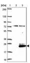 PRAP1 antibody, NBP2-46803, Novus Biologicals, Western Blot image 
