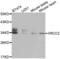 X-Ray Repair Cross Complementing 2 antibody, LS-C331697, Lifespan Biosciences, Western Blot image 
