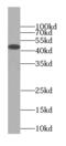 Interleukin enhancer-binding factor 2 antibody, FNab05688, FineTest, Western Blot image 