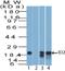 Inhibitor Of DNA Binding 2 antibody, NBP2-27194, Novus Biologicals, Western Blot image 