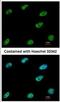 CTBP antibody, NBP2-16023, Novus Biologicals, Immunocytochemistry image 