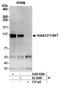 Sickle tail protein antibody, A304-928A, Bethyl Labs, Immunoprecipitation image 